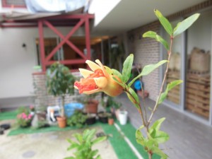 ザクロの花